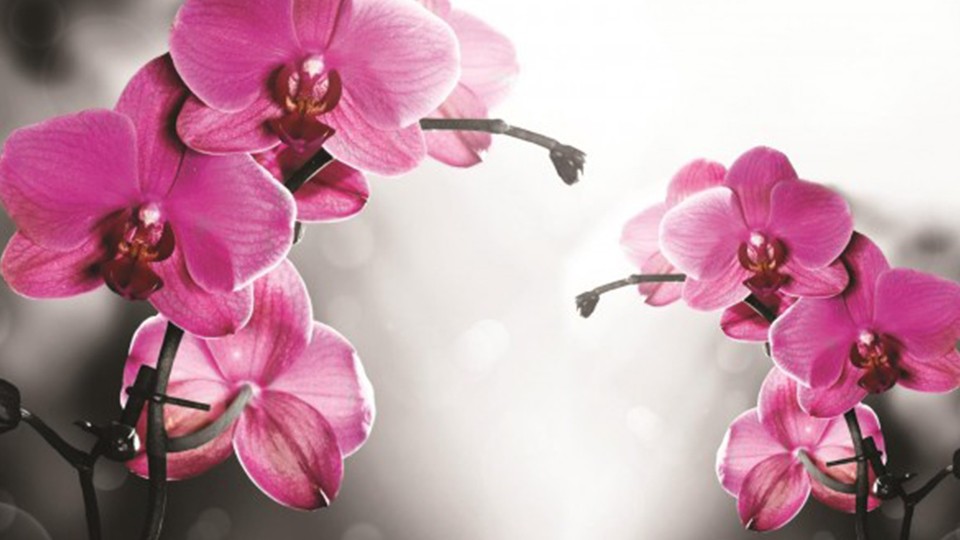  Photo wallpaper 1034P4   