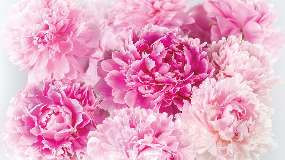  Photo wallpaper 1342P4   