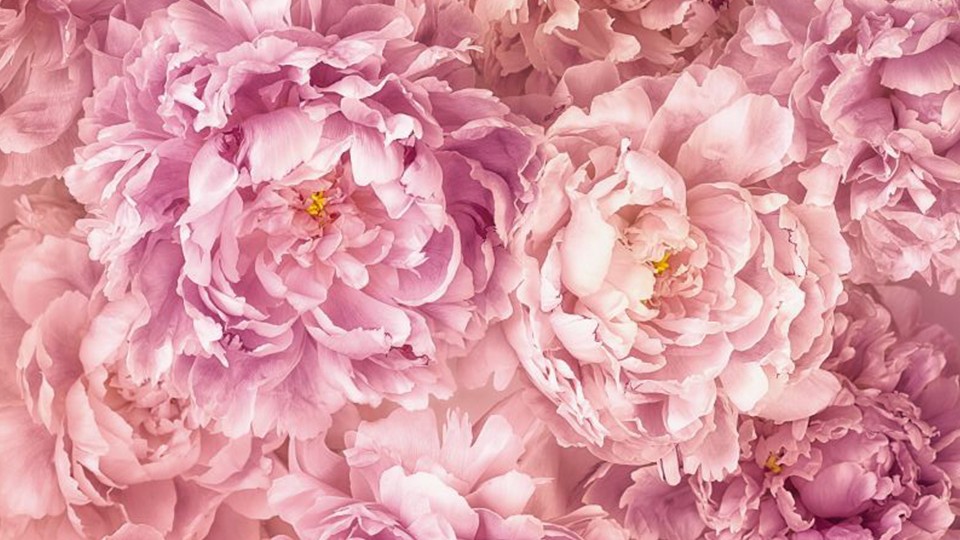  Photo wallpaper 2-009  