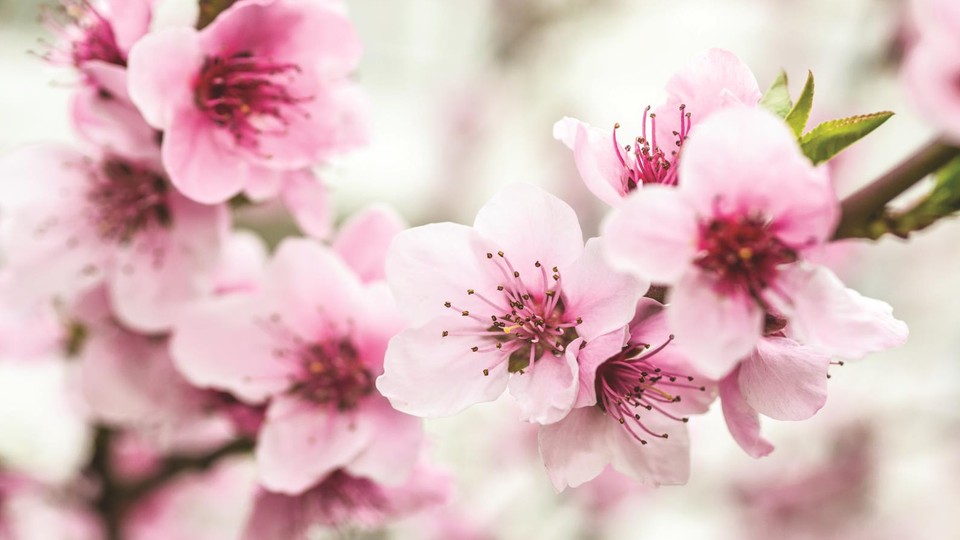  Ֆոտոպաստառ 1168P4   