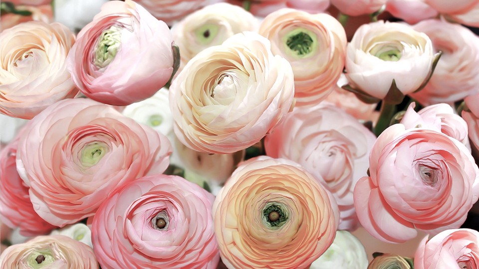  Photo wallpaper 2297P8   