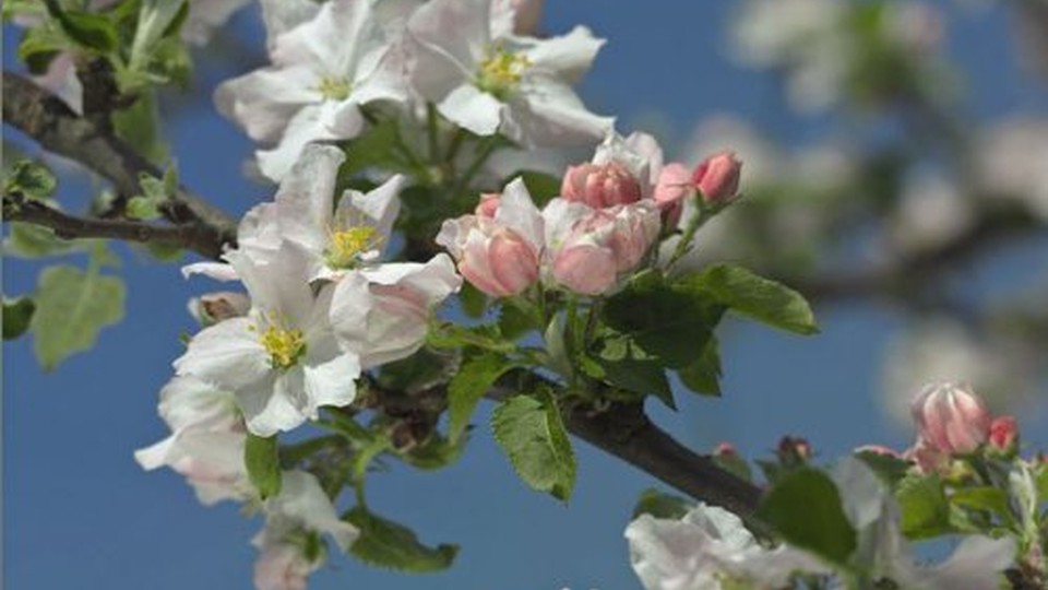  Photo wallpaper 8-735  