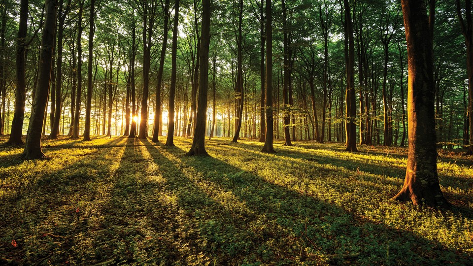  Ֆոտոպաստառ 2225P4   