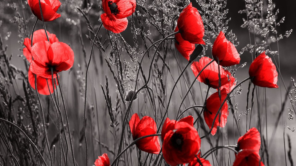  Ֆոտոպաստառ 11763P4   