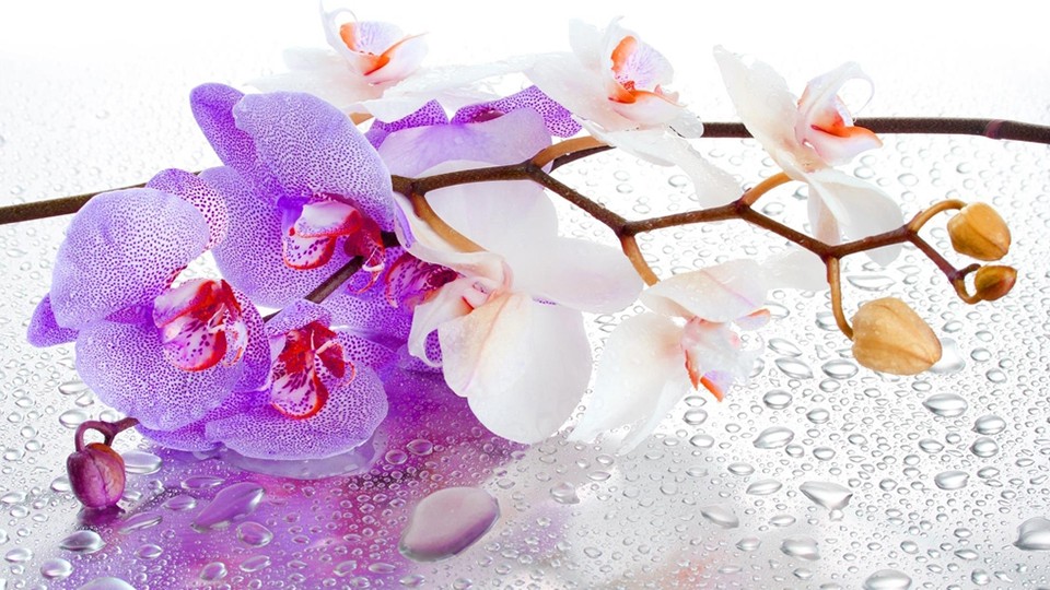  Photo wallpaper 869P8   