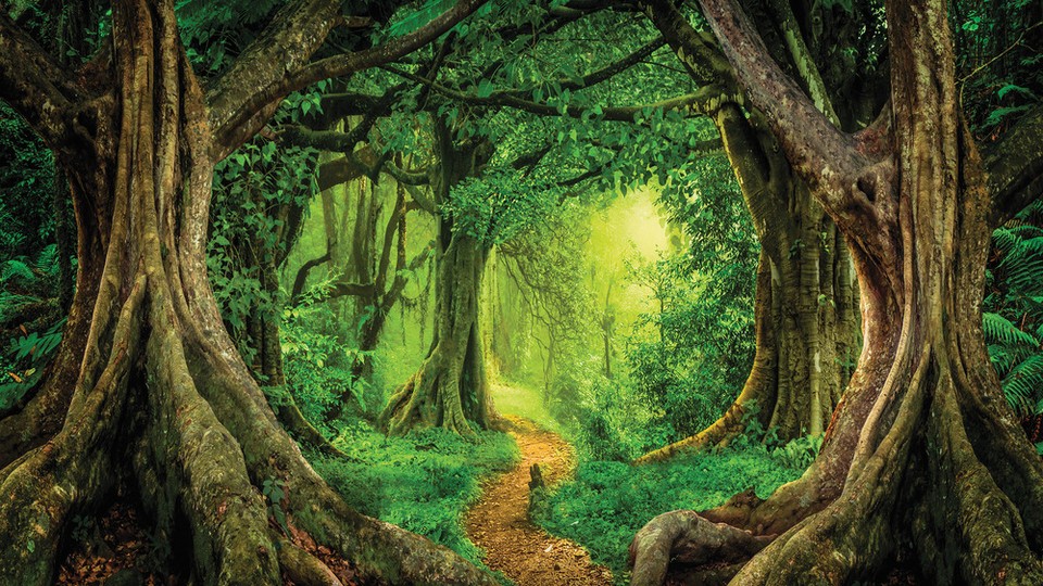  Ֆոտոպաստառ 13852P8   