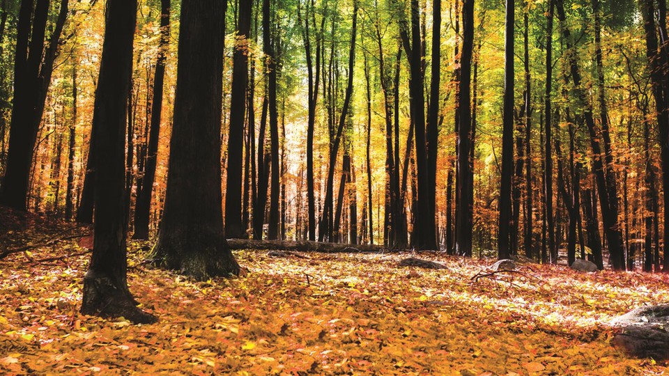  Photo wallpaper 1220P4   